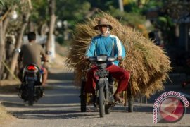 Alternatif Pakan Sapi