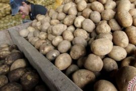 Tiongkok Jadi Produsen Kentang Terbesar Dunia