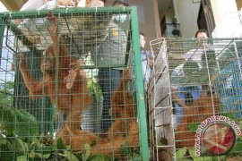 Berkas Kasus Pedagang Satwa Dilimpahkan Kejaksaan