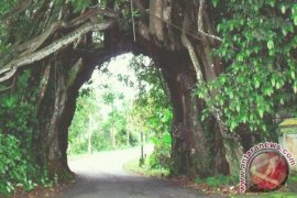 Wisatawan Eropa Sukai Objek Wisata Bunut Bolong