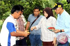Pemkot Pagar Alam Tertarik Kembangkan Pala Sambutan