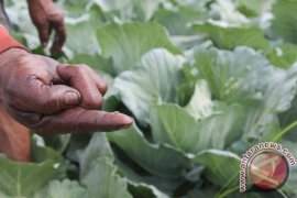 Puluhan Hektare Kubis di Magetan Terserang Kaper