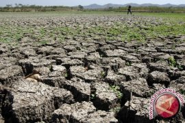 Puluhan hektare sawah petani di Tulangbawang kekeringan