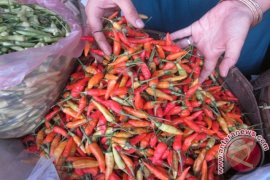 Harga Cabai Rp64 ribu/Kg 