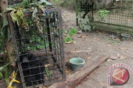 BKSDA Lepasliarkan Lima Siamang Ke Taman Buru