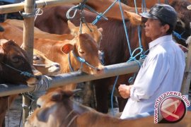  Usai didatangi Kabareskim, perusahaan penggemukan sapi di Tangerang disegel