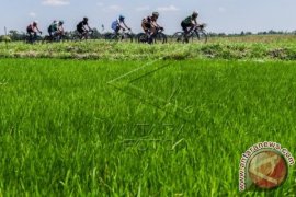 Banyuwangi Kembangkan Padi SRI 2.500 Hektare