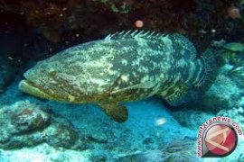 DKP Babel Tingkatkan Minat Nelayan Budidayakan Kerapu