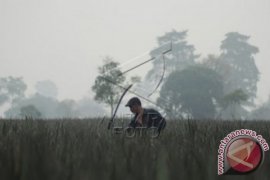 Kabut asap derita tahunan masyarakat Jambi