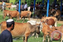 Peternak sapi di Lhokseumawe lebih senang benih lokal