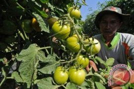 Harga Tomat Naik