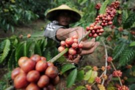 Tradisi "Wiwit" Kopi Tarik Wisatawan