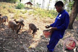 Rusa Timor Bojonegoro Berkembang Jadi 17 Ekor