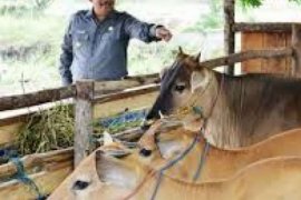 Program RTMPE Kampar Hentikan Impor Sapi