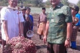 Mantan Wamentan: Pengembangan Bawang Lahan Gambut Pertama di Kampar