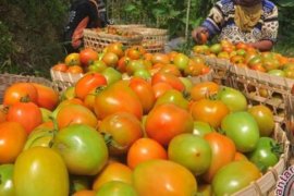 Ternyata Tomat Memiliki Kekuatan Menghalau Kanker