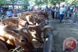 UPT: Pedagang Luar Lakukan Pembelian Sapi Bojonegoro