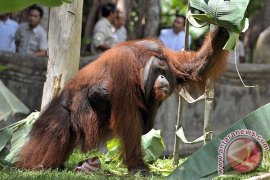 Konservasi Orangutan