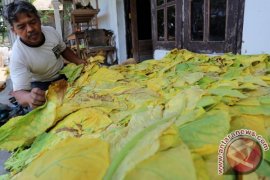 Petani Kabupaten Madiun Keluhkan Turunnya Harga Tembakau