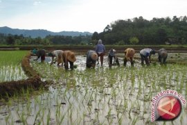 Banjar Tambah 141,5 Hektare Pertanian 