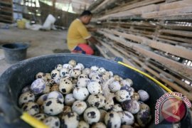 Harga Telur Puyuh Turun