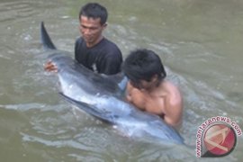 Warga Selamatkan Lumba-Lumba Terjepit Akar Bakau 
