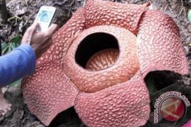 Raffflesia dan Amorphopallus Terancam Punah