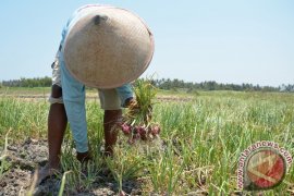 Bantul dorong petani kurangi penggunaan pestisida