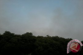Hutan Taman Nasional Waykambas Terbakar Lagi 