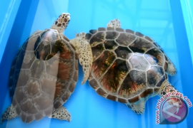 Penyu Sisik Mulai Punah di Pulau Bangka