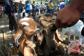 Kemenag Tulungagung Sosialisasikan Aturan Penyembelihan Hewan Kurban