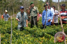Bupati Bangka Tengah Hadiri Panen Raya Cabai Rawit