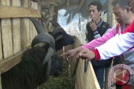 Peternak Kembangkan Domba Bertanduk Lebih Dari Dua