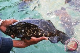 Pembudidaya Kerapu Situbondo Mengeluh Harga Anjlok