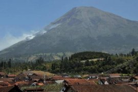 Hutan Gunung Sindoro Terbakar
