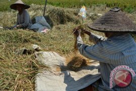 Mencari Sisa Panen Padi