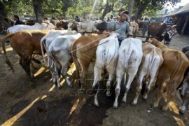 Pedagang Hewan Kurban Buleleng Keluhkan Konsumen Turun 