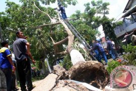 Pohon Jalur Hijau Tulungagung Tumbang Timpa Kendaraan