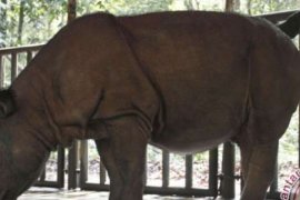 WWF: Badak Indonesia Butuh Habitat Baru Demi Kelangsungan