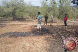 Ribuan Pohon Reboisasi Diduga Dibakar