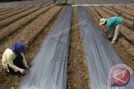 Jasindo: Asuransi Pertanian di Bali 6.958 Hektare