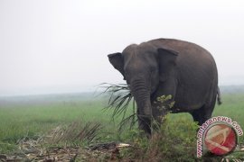 Urgensi koridor gajah sumatera di bentang seblat