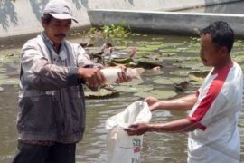 Musim hujan, permintaan benih ikan di Temanggung tinggi