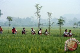 Pedagang: Harga Beras di Bojonegoro Stabil