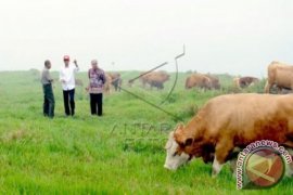 Presiden Lepas 190 Burung di Kebun Raya