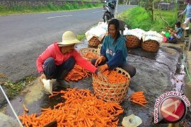 Harga Wortel di Pangkalpinang Naik