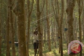 PRODUKSI GETAH KARET MENURUN Page 2 Small