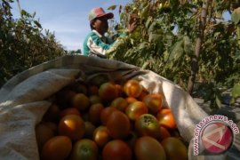 Harga Sayuran di Bondowoso Melonjak 