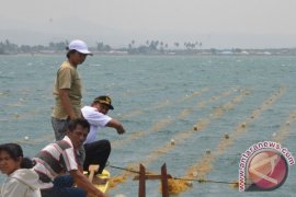 Tiga Desa Gorontalo Utara Budidaya Rumput Laut