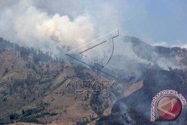 Tanaman kakao masyarakat Mamuju dilalap api 